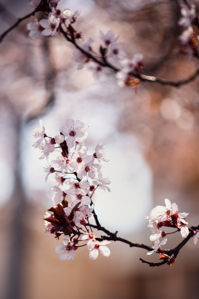 丁香花,树木,春天