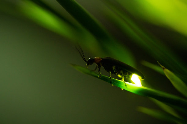 entomology