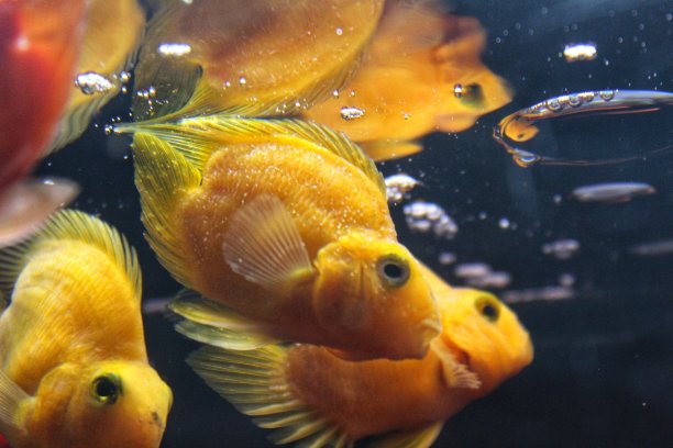 鱼缸红金鱼观赏鱼