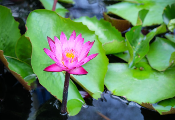 菊花特写背景