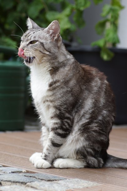 白猫
