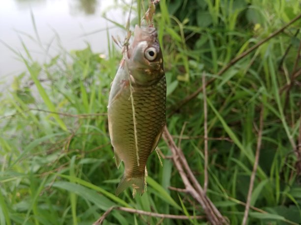 河鲜湖鲜水产