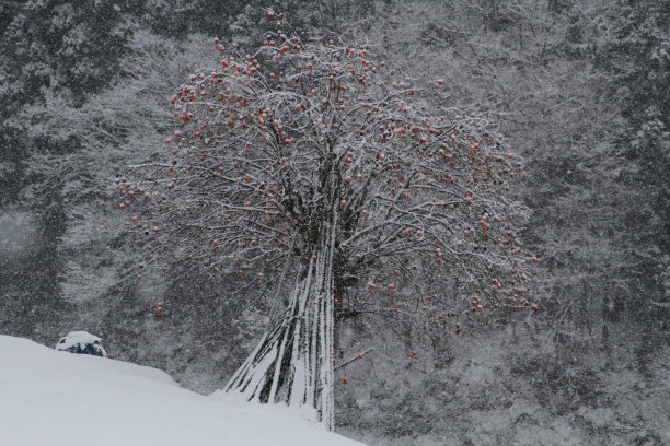 冬天柿子树