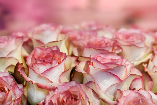 情人节红玫瑰鲜花素材图片