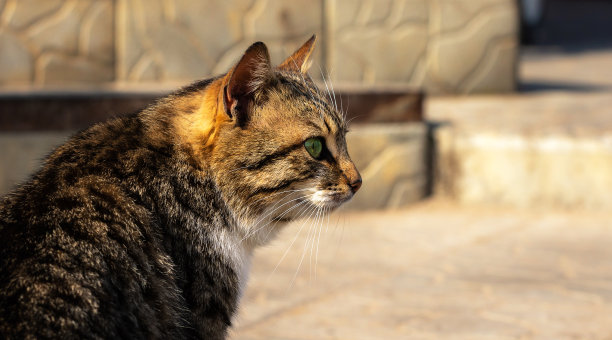 夏日小猫