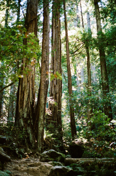 红杉树绿树林