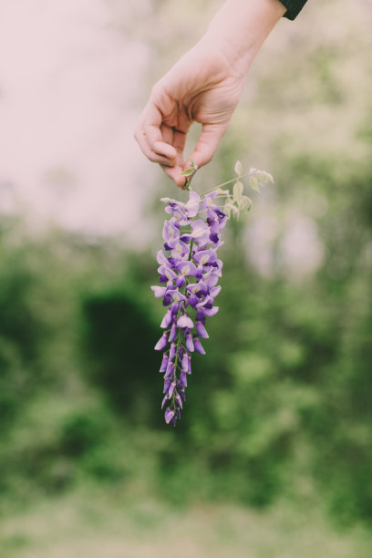 园林景观花卉树木