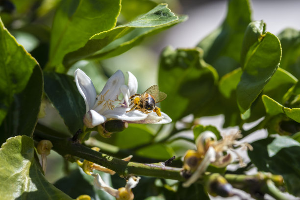 pollination