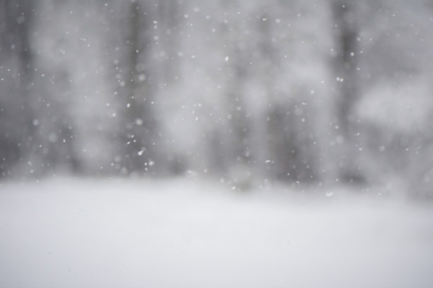 冬日雪原,暴风雪,下雪,树
