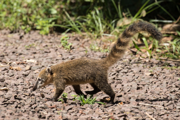 coatimundi