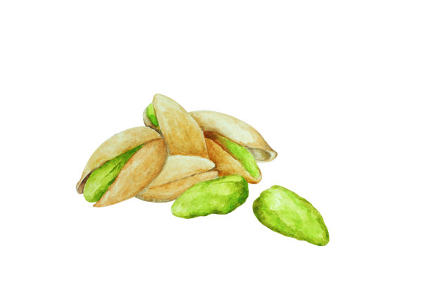 核桃插画