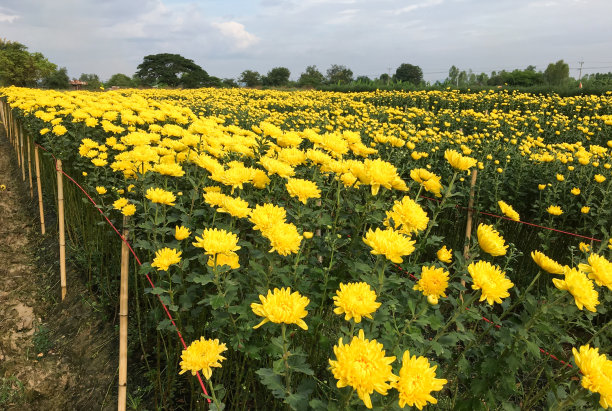 菊花园艺景观