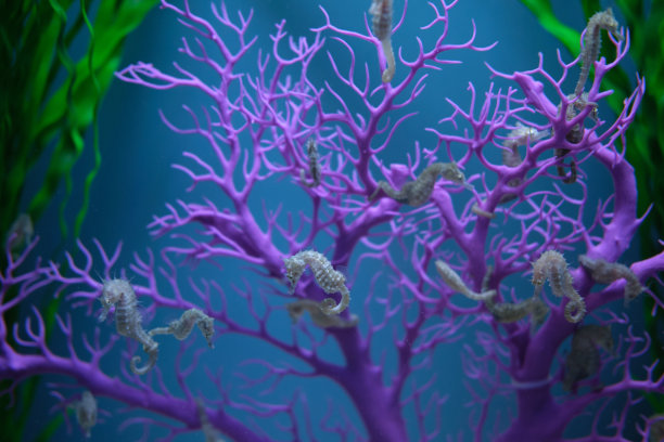 珊瑚花