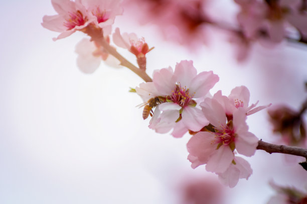 蜜蜂采蜜春日樱花
