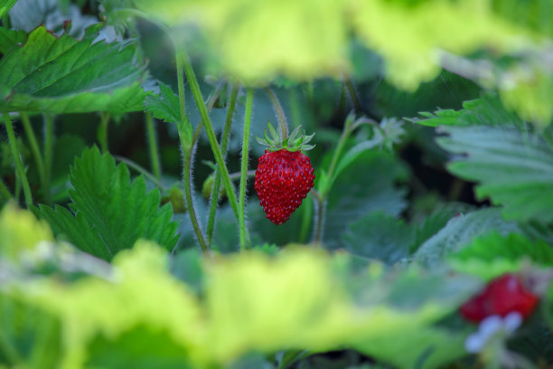 野草莓花