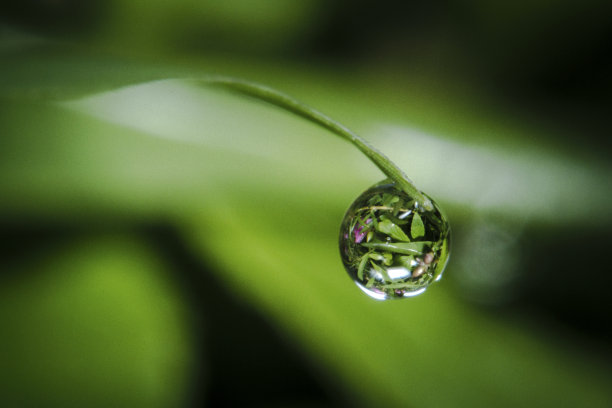 阴雨天野草