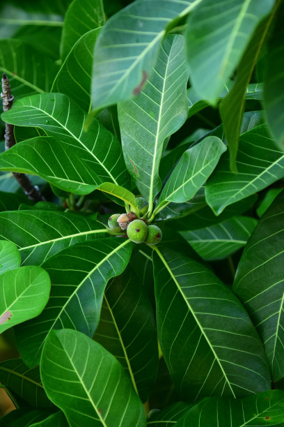 生长中的无花果