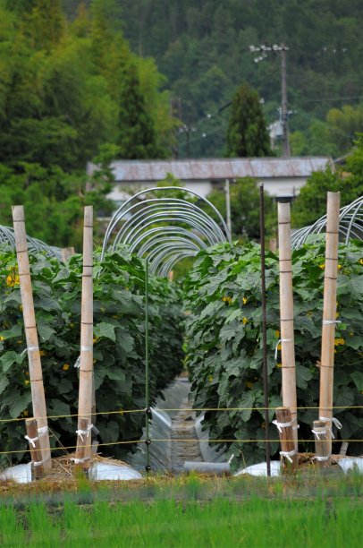 高清蔬菜黄瓜