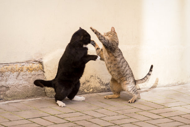 fighting