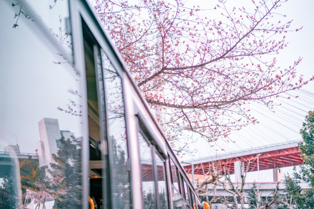 樱花看南浦大桥