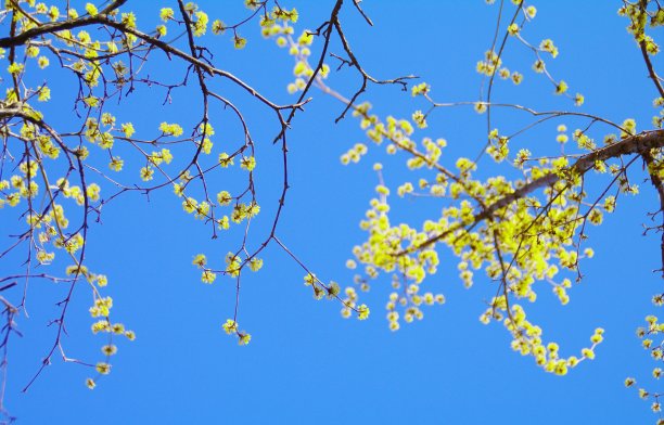 春天阳光下蓝天中的樱花特写