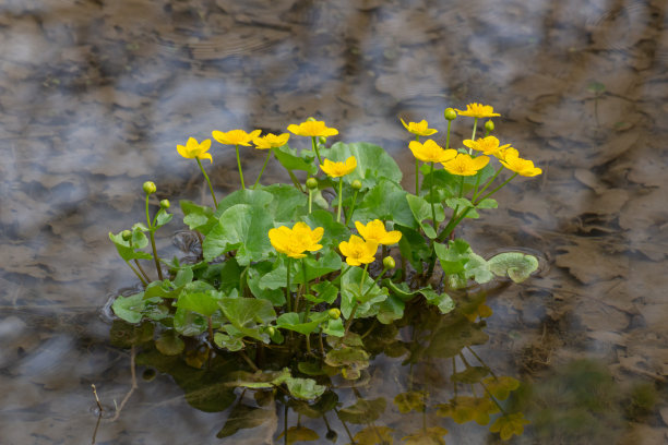 黄花溪