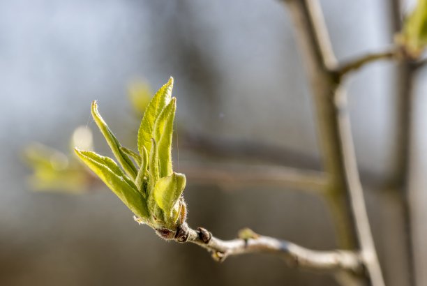 小麦发芽了