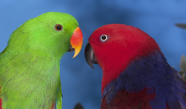eclectus
