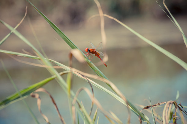 池塘上飞舞的蜻蜓