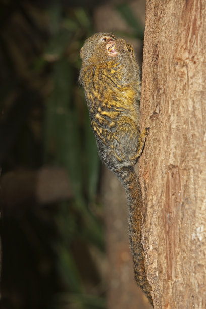 marmoset