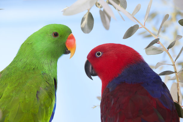 eclectus