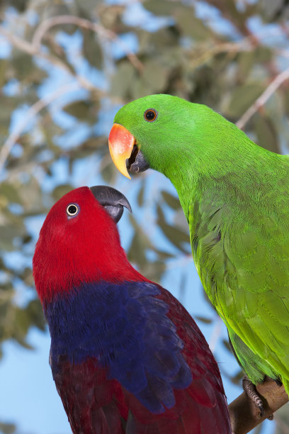 eclectus