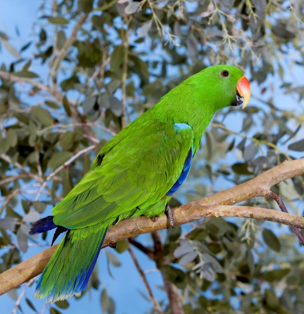 eclectus