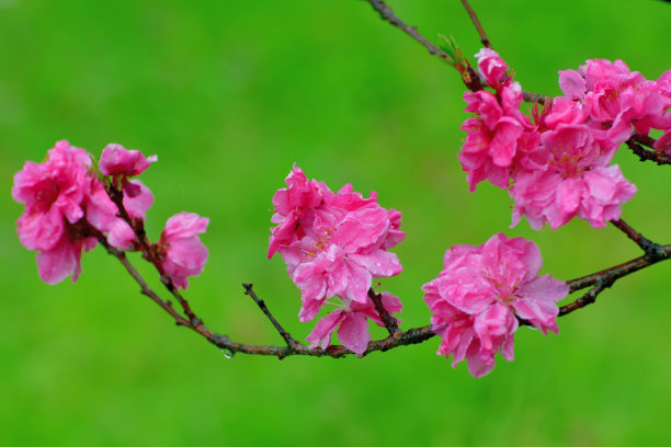 桃花红