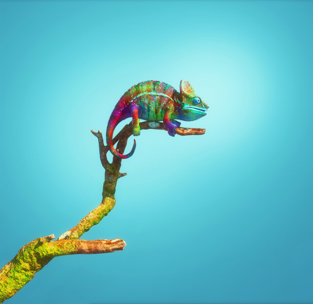 chamaeleon