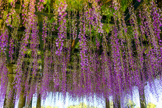 紫藤园,紫藤花开