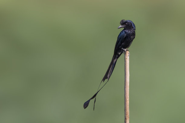 drongo