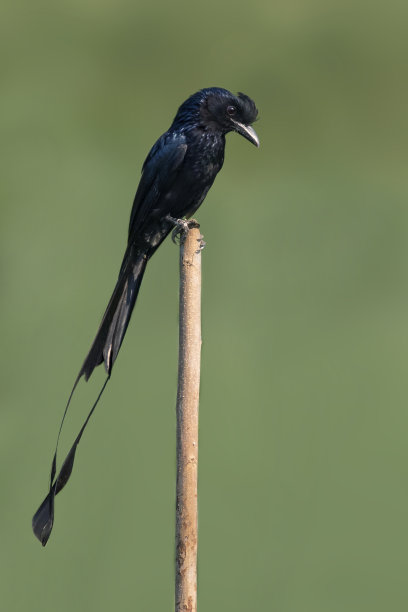 drongo