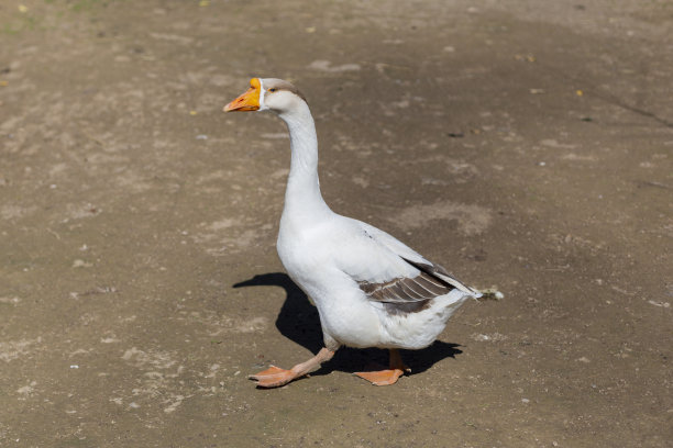 goose