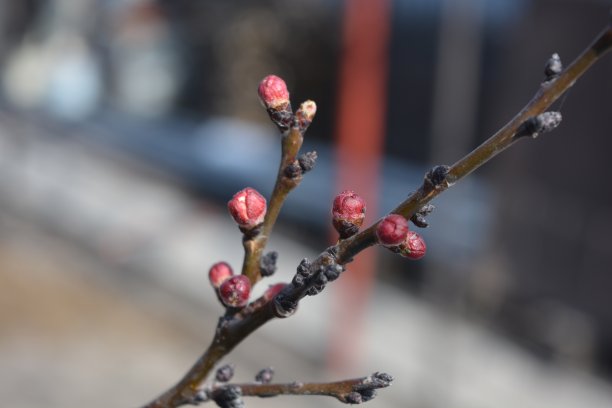 粉色5月