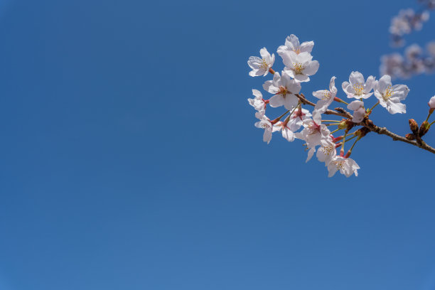 蓝天下的白色樱花摄影