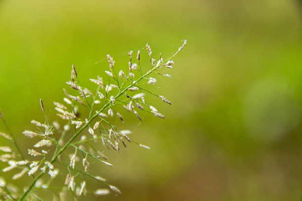 野草小花