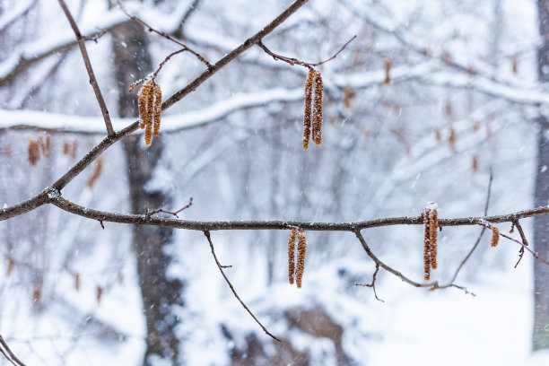 snowfall