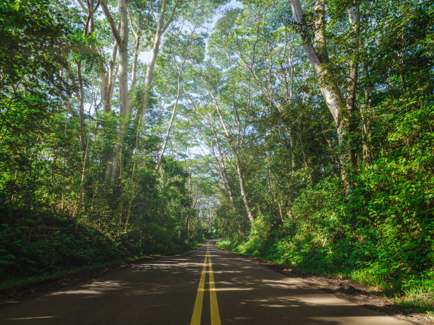 热带雨林公路
