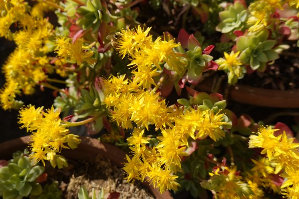sedum