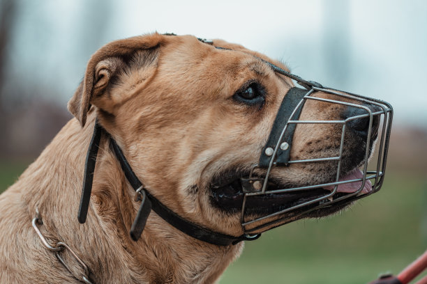 muzzle