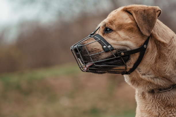 muzzle