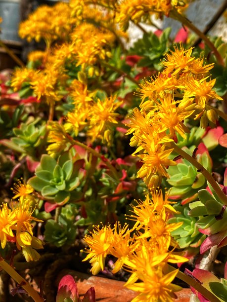 sedum