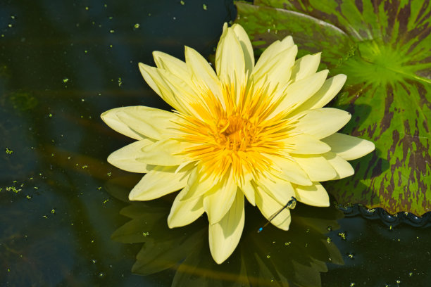 水中花,黄色莲花