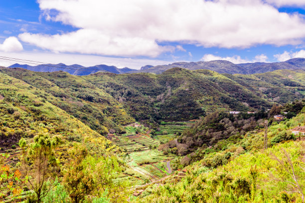 高山香蕉